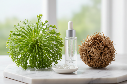 The Desert Miracle: Why Resurrection Plant is the 2026 Ultimate Hydrator