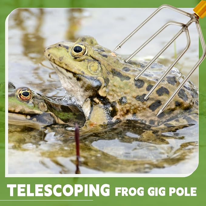 MorningRo 2 Pcs Stainless Steel Telescopic Fish Gaff with 5 Teeth Assorted Harpoons Barbed Retractable Spear Gig Gaff Fishing Gaffs Frog Gig for Fishing Hook Harpoon Hunting Frog Mole