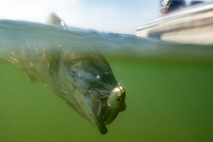 Berkley Choppo Topwater Fishing Lure, HD Baby Bass, Size 75, Cupped Propeller Tail for Balance of Sound and Spray, Equipped with Sharp Fusion19TM Hook