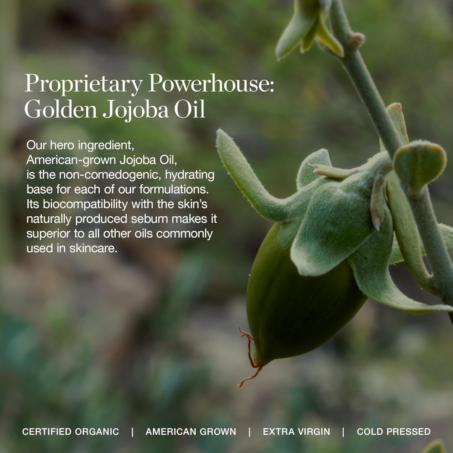 Ogee Complexion Perfecting Under Eye Concealer - Certified Organic Full Coverage Concealer - Buildable Coverage - GINGKO 5.00N - Medium Tan (Neutral Undertones)