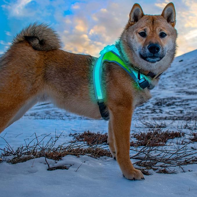 Noxgear LightHound - Revolutionary Illuminated and Reflective Vest for Dogs Including Multicolored LED Fiber Optics (USB Rechargeable, Adjustable, Lightweight, Rainproof) (Medium)