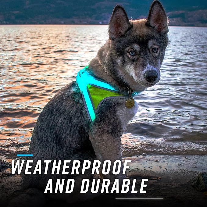Noxgear LightHound (X-Large) + Wrist Light – Illuminated and Reflective Harness for Dogs Including Multicolored LED Fiber Optics (USB Rechargeable, Adjustable, Lightweight, Rainproof)